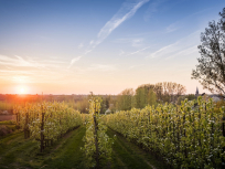 Limburgse wijn ( ©: Prov. BLimburg)