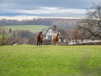 Paarden-bij-vakwerkhuisje-maart-2017 (©: Prov. NLLimburg)