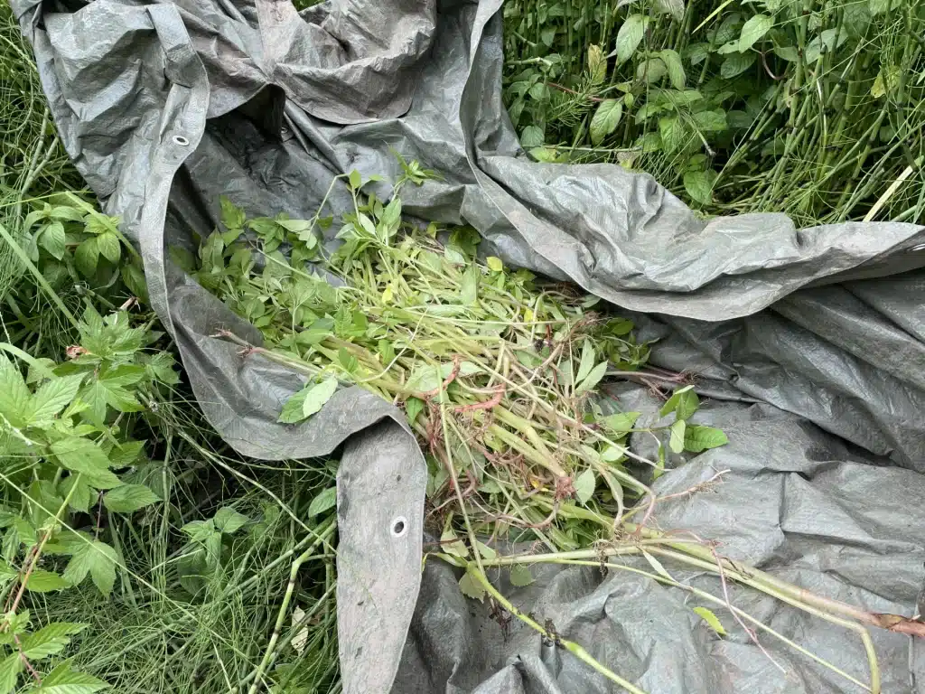 Trinational action day against Himalayan balsam, Geul catchment area, photo 1