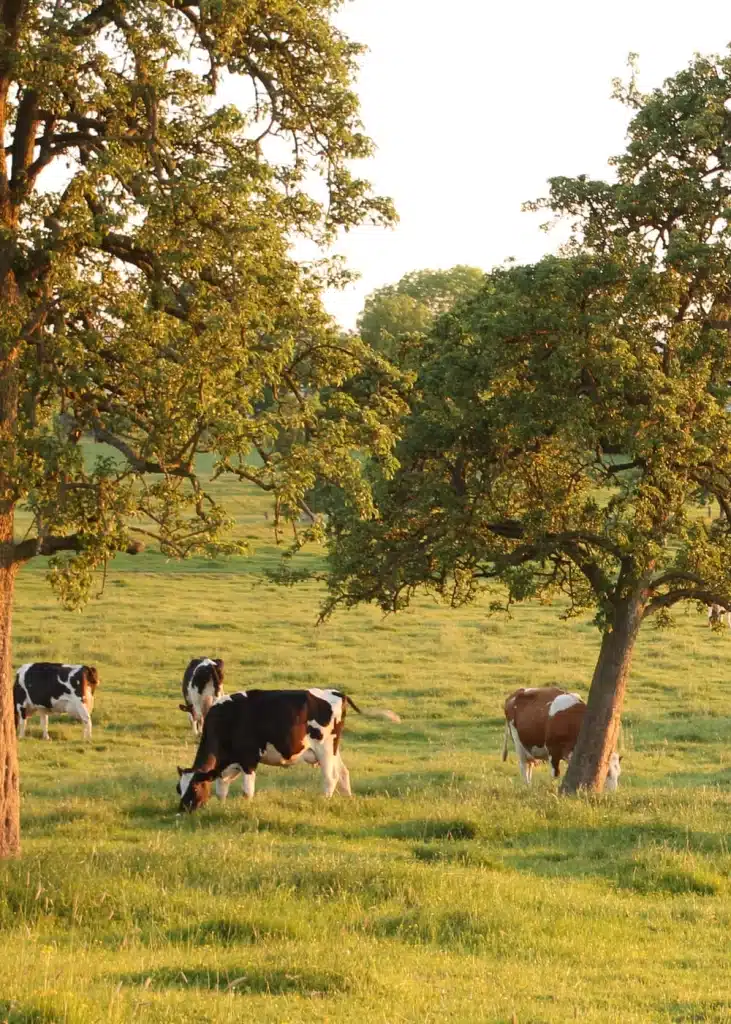 Paysage de bocage du parc des Trois Pays